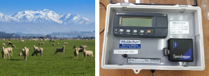 New Zealand Lamb Weighing System